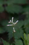 White baneberry <BR>Doll's eyes